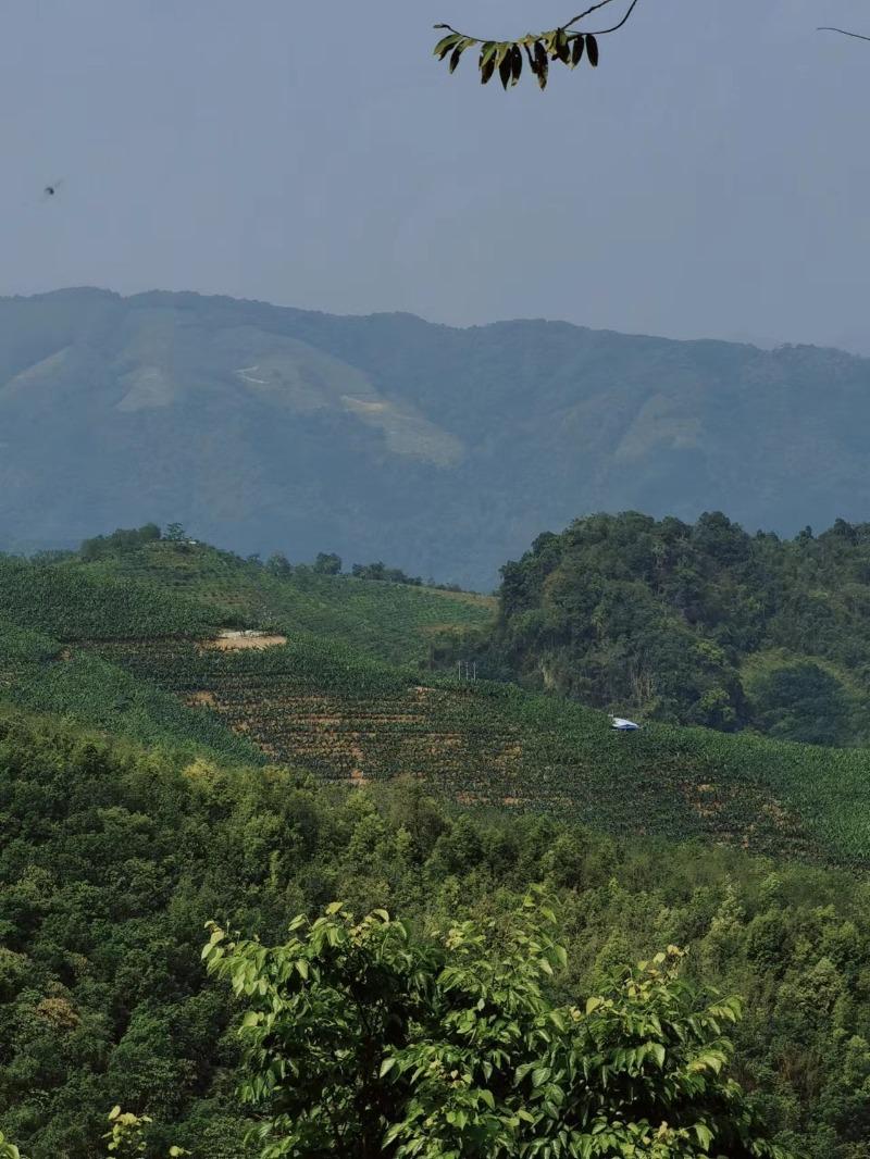 访茶山探古道 这条普洱茶文化之旅你打卡了吗？